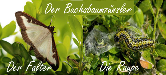 Alles für den Buchsbaum