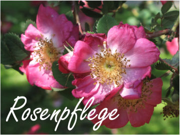 Rosenpflege