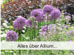 Alles über Allium