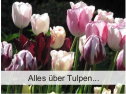 Alles über Tulpen