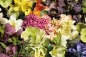 Preview: Bio-Schnittblumen-aus-dem-eigenen-Garten