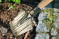 Mobile Preview: Krumpholz Damenpflanzspaten mit schmaler Schneide undTritt