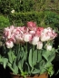 Mobile Preview: Tulipa fosteriana `Flamming Purissima´