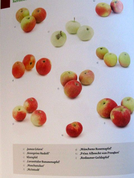 Das große Biogarten-Buch