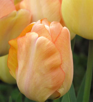 Tulipa 'Daydream' - Darwin-Hybrid-Tulpe