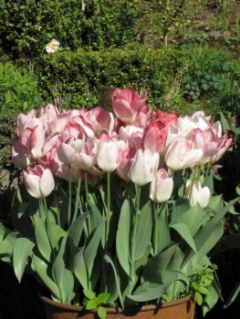 Tulipa fosteriana `Flamming Purissima´