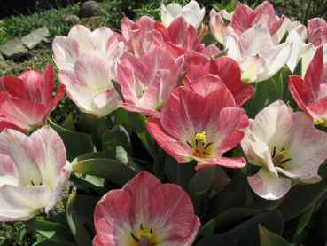 Tulipa fosteriana `Flamming Purissima´