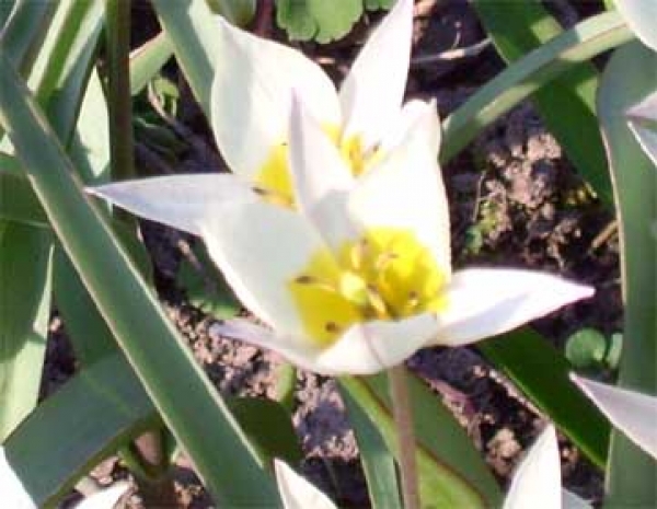 Tulipa Turkestanica Gnomen Tulpe Hortulus Uphoff